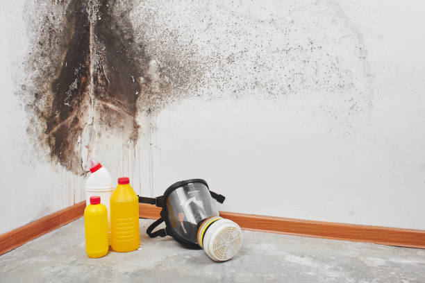 Best Industrial Mold Remediation in Brown Station, MD