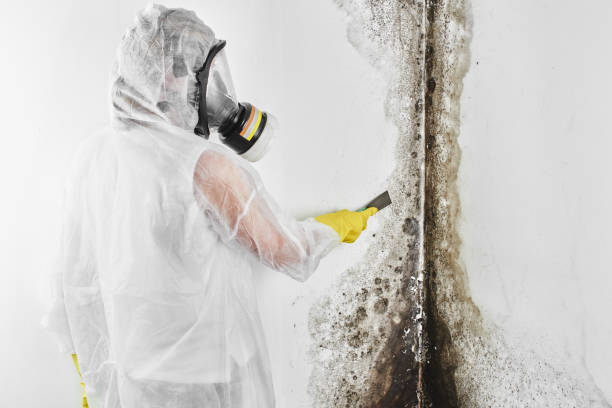 Best Commercial Mold Remediation in Brown Station, MD