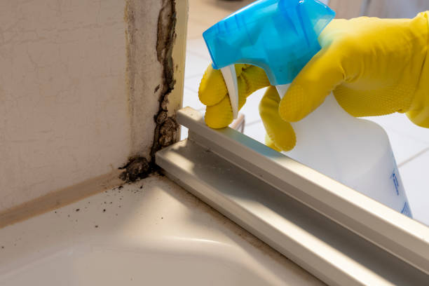 Best DIY Mold Remediation Support Services in Brown Station, MD