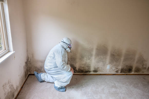 Trusted Brown Station, MD Mold Remediation Experts